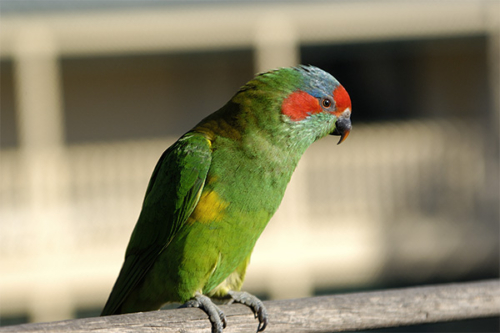 Musk Lorikeet