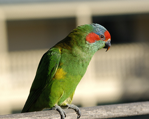 Musk Lorikeet