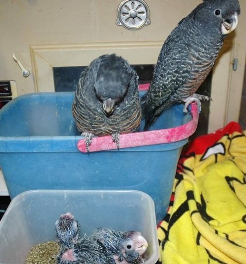 Gang Gang Cockatoos For-Sale - Image 4