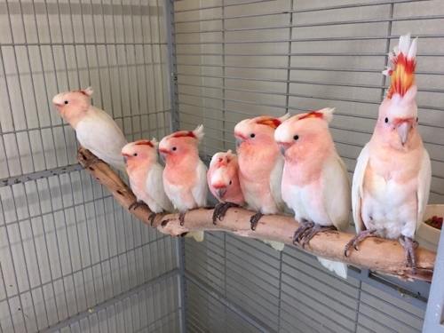 Major Mitchell cockatoo - Image 2