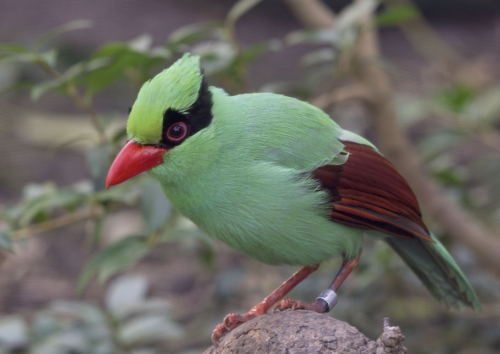 Java green Magpie - Image 2