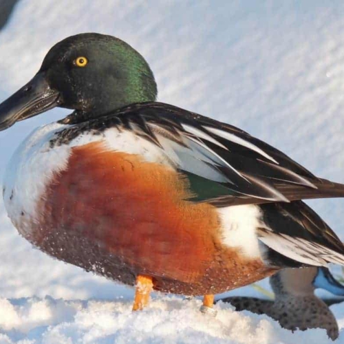 Northern shoveler  Ducks