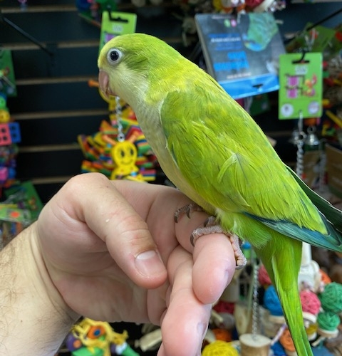 Green Quaker parrots