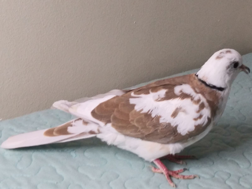 Buy Pied Ringneck Dove Online