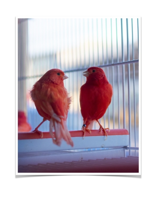 Buy Red Factor Canary Online - Image 2