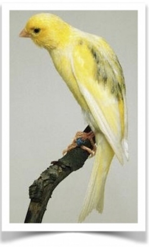 Buy Scotch Fancy Canary Online