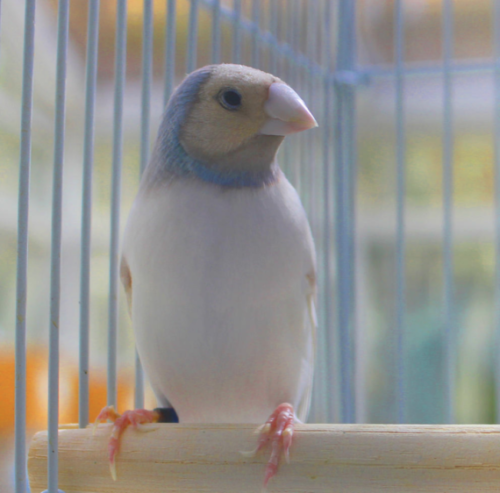 Buy Single Silver Back Gouldian Finch Online