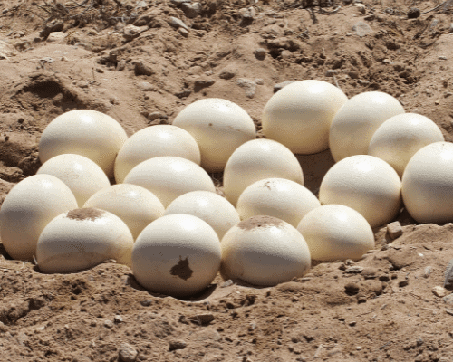 Ostrich Eggs