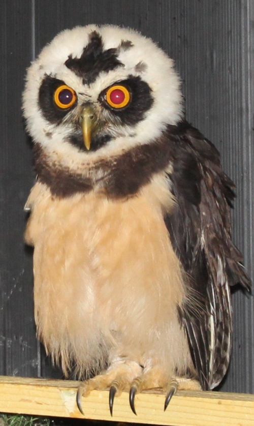 Buy Spectacle Owl Online