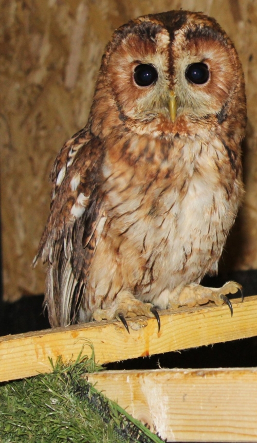 Buy Tawny Owl Online