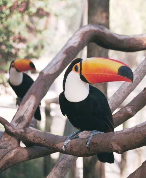White – throated Toucan