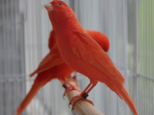 Buy Two – Red Factor – Canary Male and Female Online