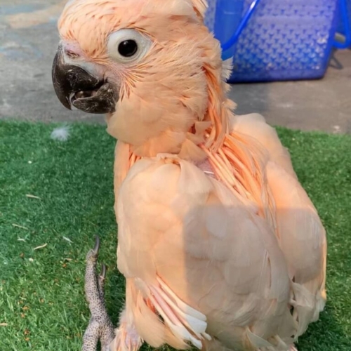 Moluccan Cockatoo Mango