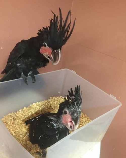 Buy Black Palm Cockatoos - Image 3