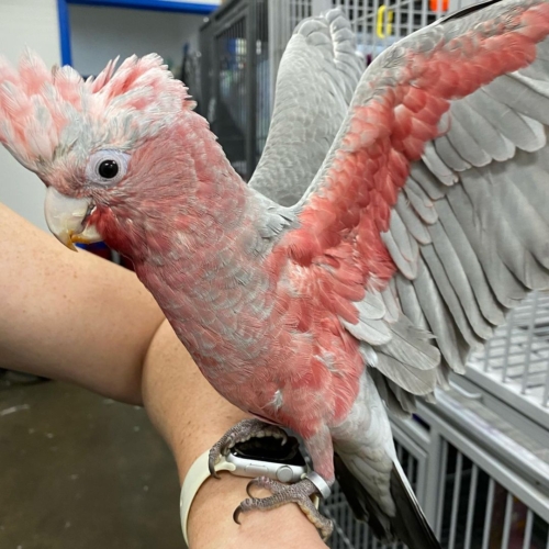 Buy Rose Breasted Cockatoos - Image 2