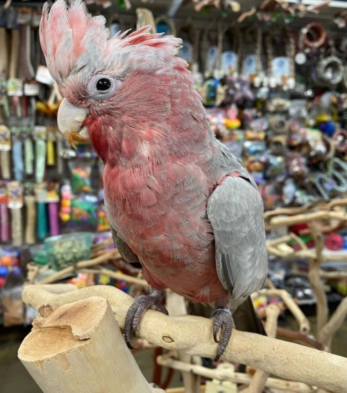 Buy Rose Breasted Cockatoos