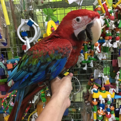 Green Winged Macaw for sale - Image 2
