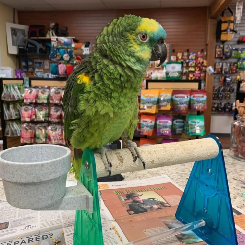Blue Fronted Amazon for Sale - Image 6