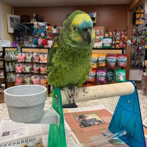 Blue Fronted Amazon for Sale - Image 5