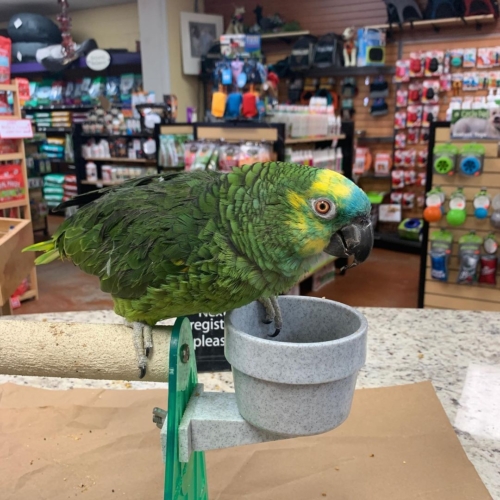 Blue Fronted Amazon for Sale - Image 2