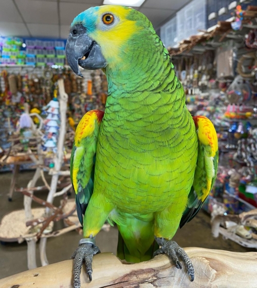 Blue Fronted Amazon for Sale
