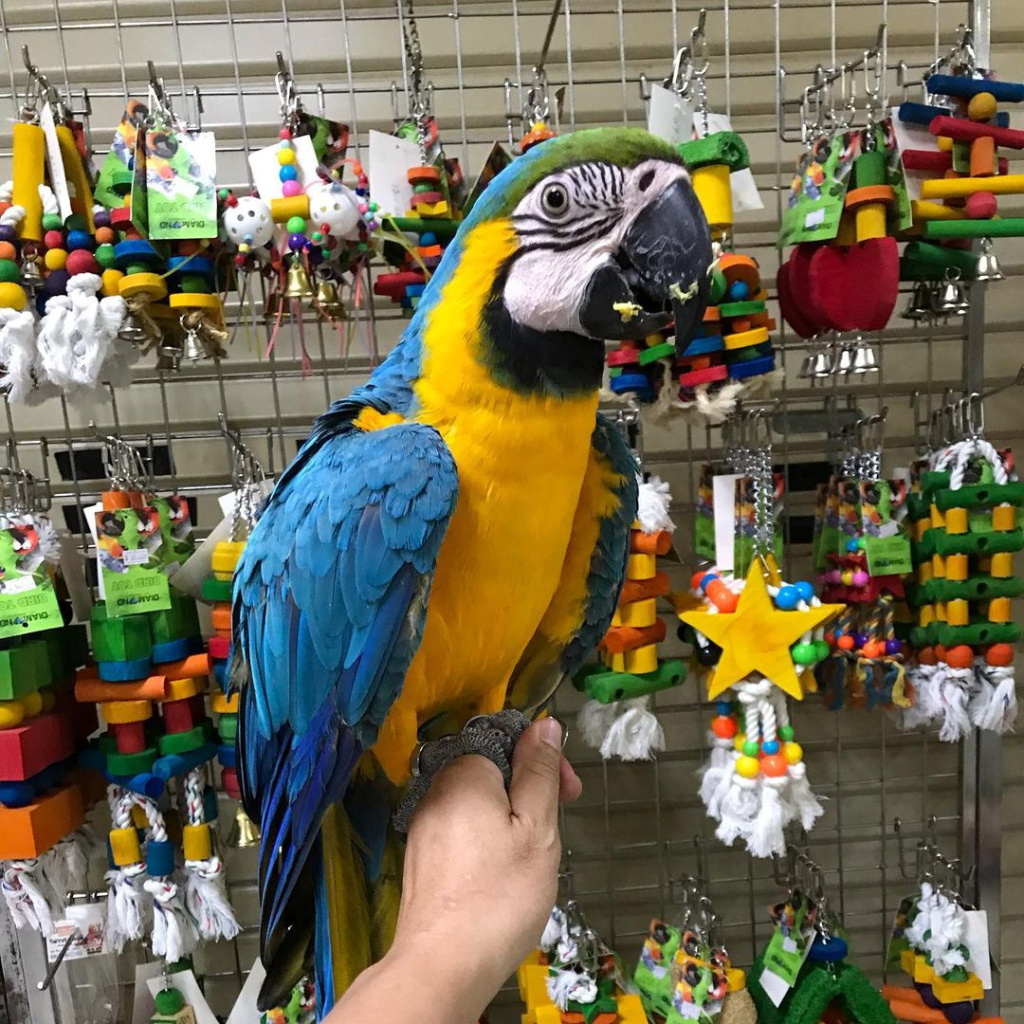 Curated visual reference: Curated Supreme Blue And Gold Macaws For Sales Gallery View 47