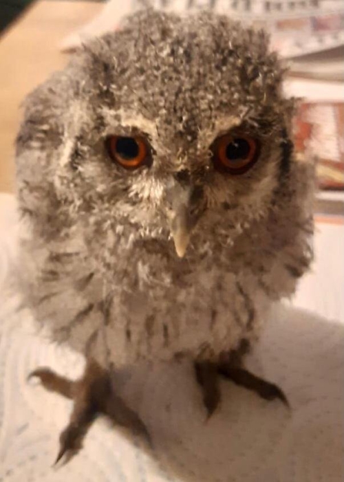 Buy White Faced Scops Owl Chick Online