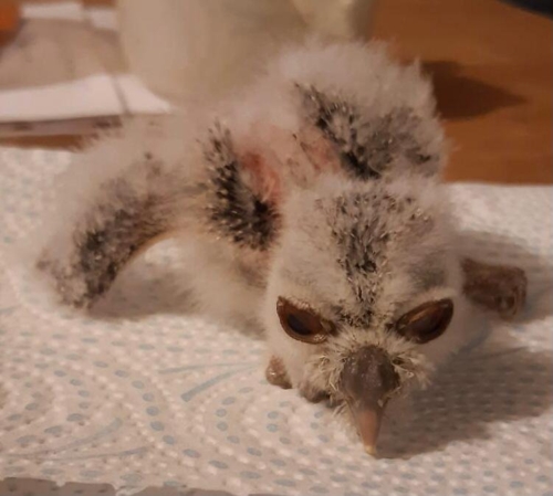 Buy White Faced Scops Owl Chick Online - Image 2