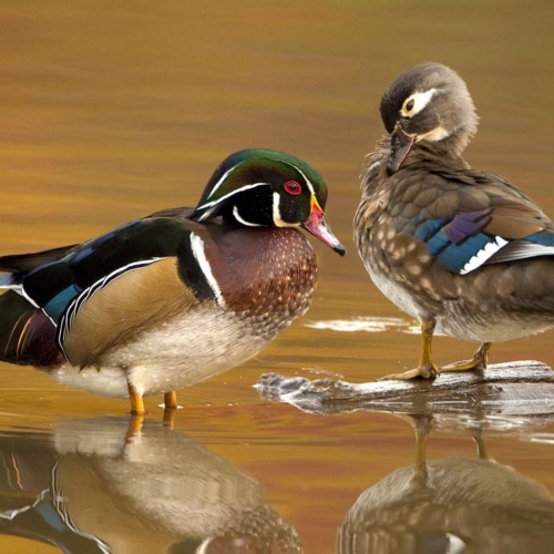 Wood Ducks