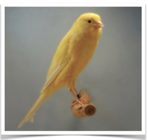 Buy Yorkshire Canary Online