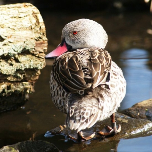 Buy Cape Teal Ducks Online - Image 3