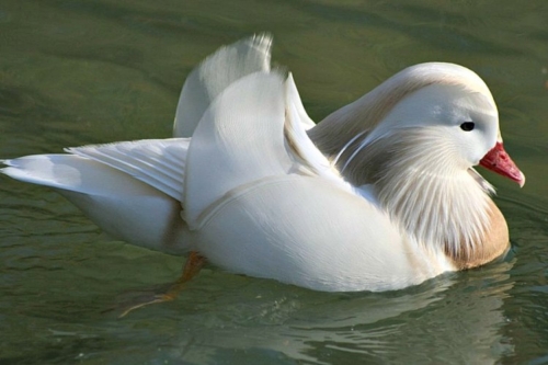 Buy White Mandarin Ducks Online - Image 5