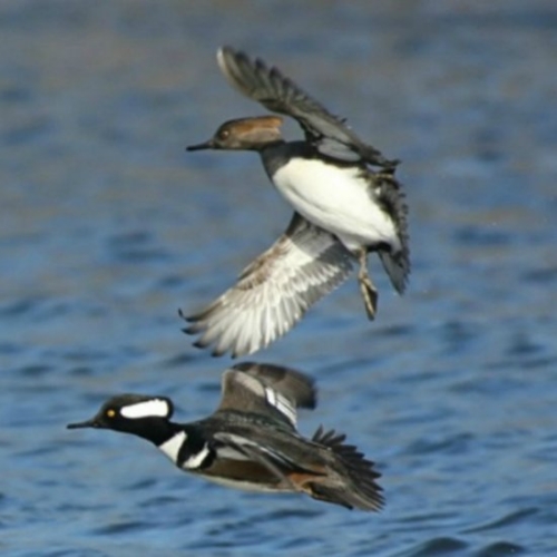 Buy Hooded Merganser Ducks Online - Image 6