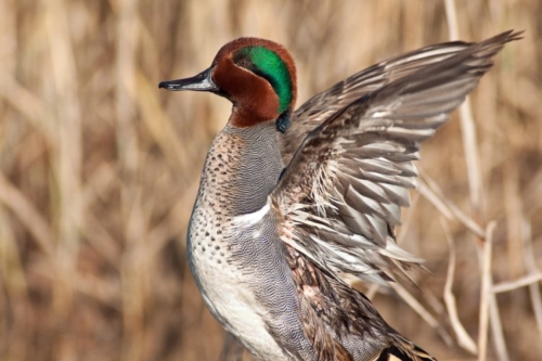 Buy Green Winged Teal Ducks Online - Image 5