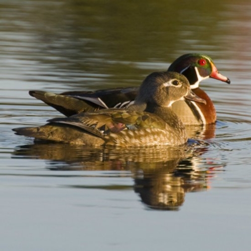 Buy Wood Ducks Online - Image 5