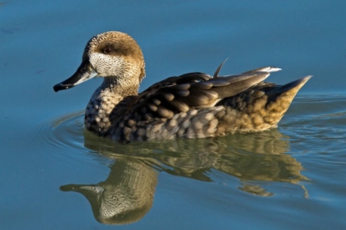 Buy Marble Teal Ducks Online - Image 5