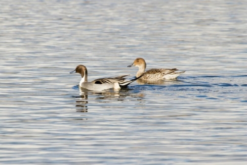 Buy Northern Pintail Ducks Online - Image 5