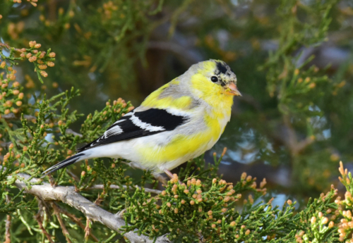American Gold Finch - Image 2