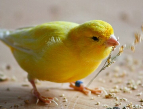 American Singer Canary - Image 2