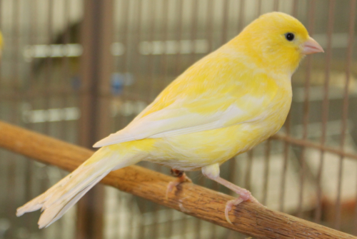 American Singer Canary