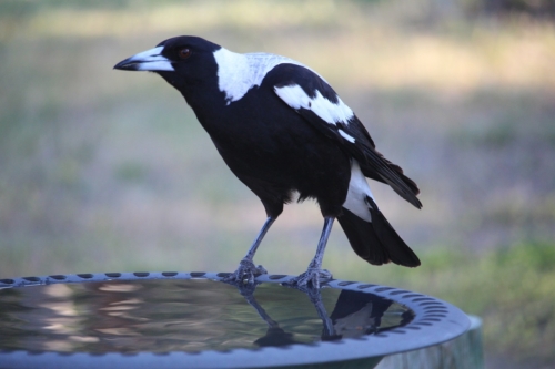 Black – bill Magpies - Image 2