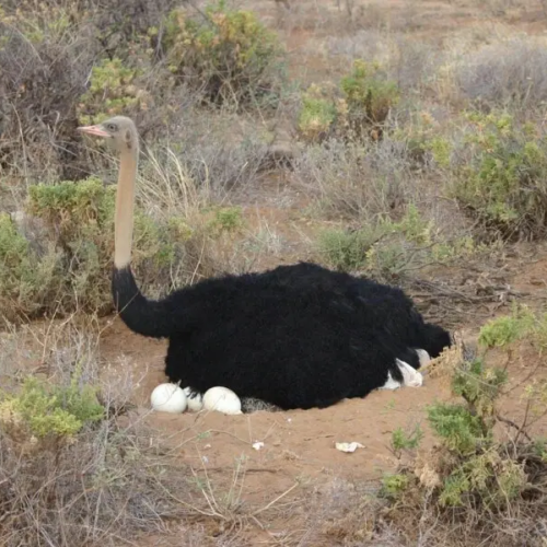 Somali Ostrich