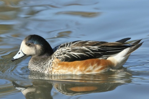 Buy Chiloe Widgeon Ducks Online - Изображение 5