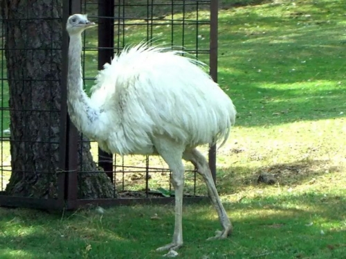 White Emus - Image 3