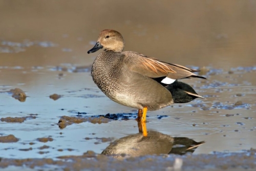 Buy Gadwall Ducks Online - Image 3