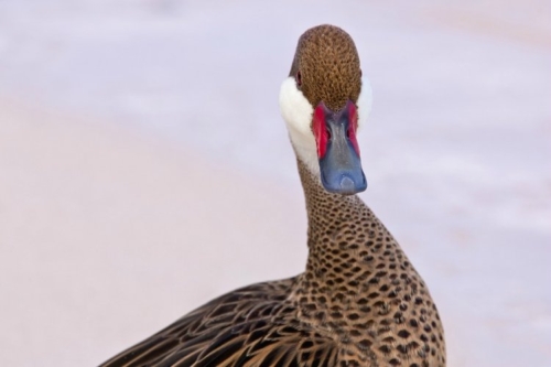 Buy Bahama Pintail Ducks Online - Image 5