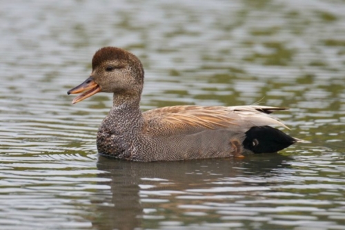 Buy Gadwall Ducks Online - Image 2