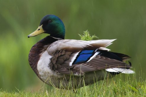 Compre patos selvagens online