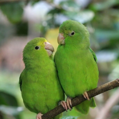 Blue – Winged Parrotlet