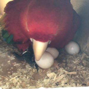 buy greenwings macaws eggs